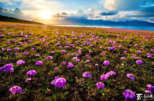 山花绽放,山花烂漫春意浓——探寻自然之美