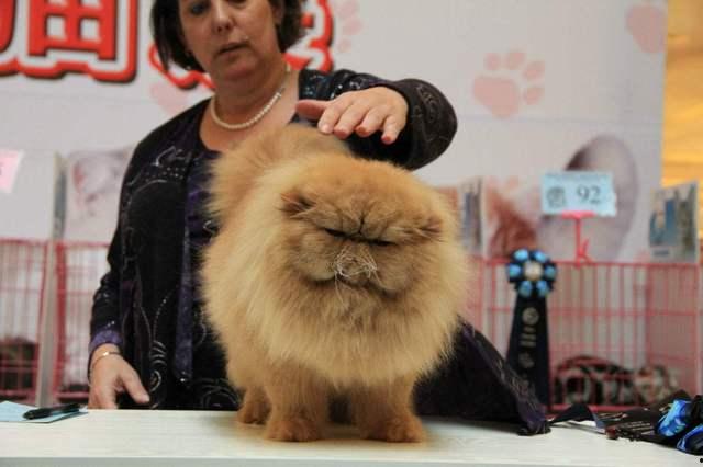 宠物医生 第二季,治愈与成长，宠物与主人之间的深情故事