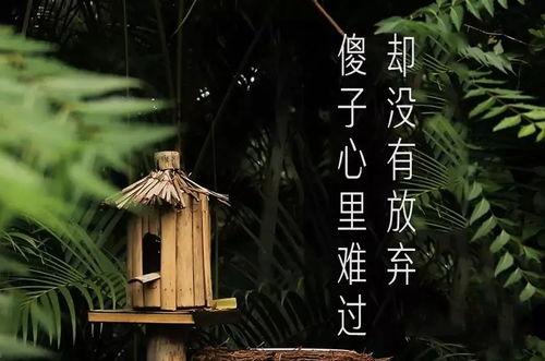 不砍梅树的傻瓜,不砍梅树的傻瓜传奇