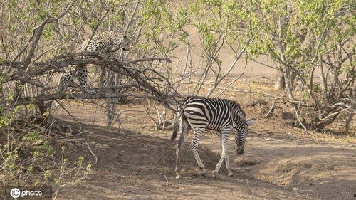 捕食敌人,生存法则的残酷演绎